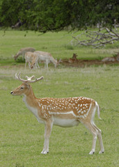 Naklejka na ściany i meble Young Fallow Deer buck with velvet on antlers standing in grassland