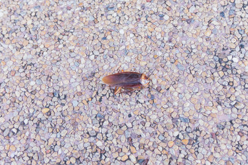 Dead cockroaches in an apartment house on the background of the