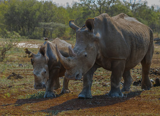 White Rhino with young