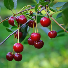Ripe cherries on a branch