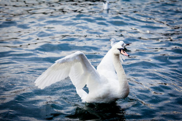 White Swan on the Lake.  Swan on water. Mute swan