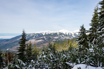 trees in winter snow