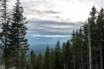 trees in winter snow