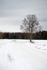 birch trees in winter snow