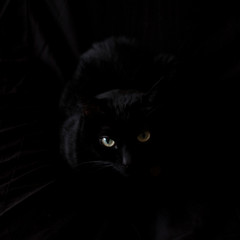 Black Cat Staring at You