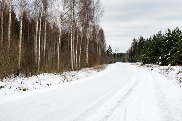 birch trees in winter snow