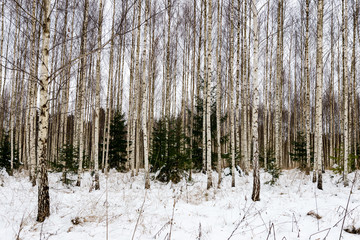 Fototapeta premium birch trees in winter snow