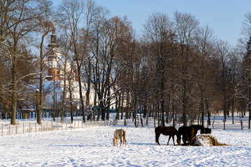 Supraśl zimą © podlaski49