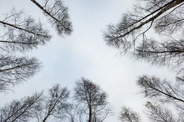 birch trees in winter snow