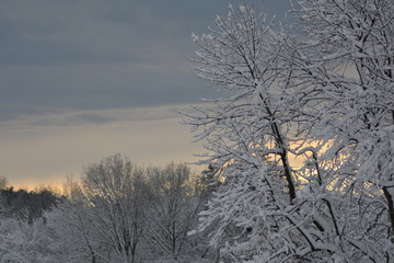 snow on trees 