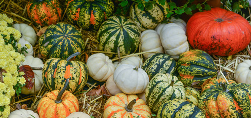 Diverse assortment of pumpkins on background. Autumn harvest.