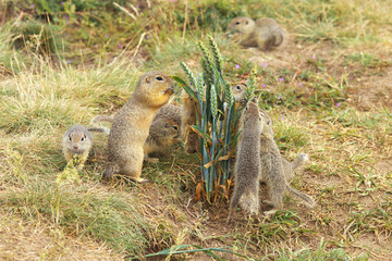Naklejka na ściany i meble Family of Ground Squirrels