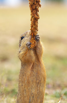 Eating Ground Squirrel