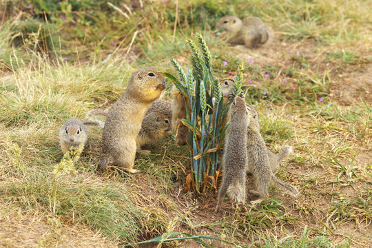 Family of Ground Squirrels