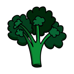 broccoli vegetable icon image vector illustration design 