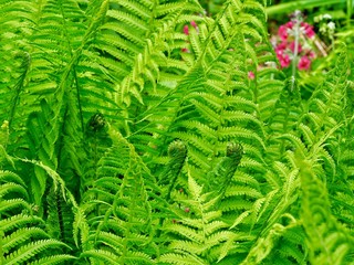 Ferns