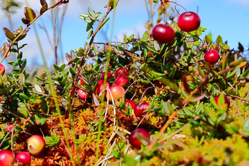 Cranberry