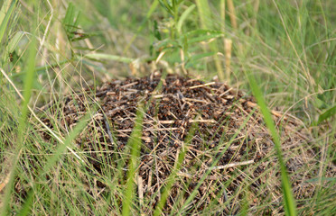 Big anthill in the forest grass ! Life boils ! 