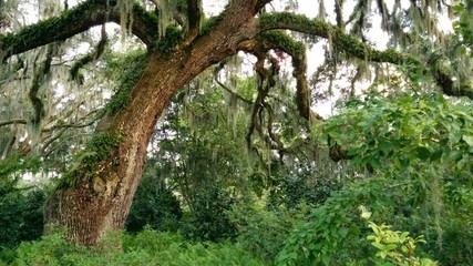 Mossy Live Oak