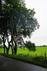 Alte Baumallee in Nordirland / Dark Hedges 