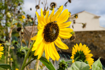 Gorgeous beautiful shining sunflower in the summer sun