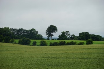 Grüne Landschaft bei Dark Hedges / Nordirland