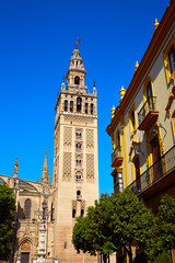 Naklejka premium Seville cathedral Giralda tower Sevilla Spain