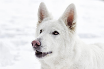 Shepherd Dog looking