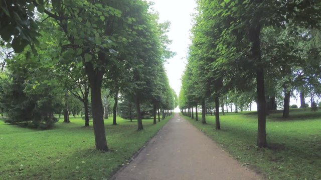 Alley in the Park in Peterhof
