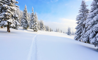 The path leads to the snowy forest.