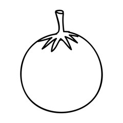 tomato fruit icon image vector illustration design 