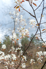 The first young blossoms of spring