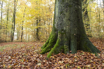 Obraz premium mousse sur un tronc d'arbre dans une forêt en automne