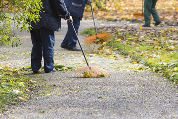 Women Gardener raking fall leaves in city park