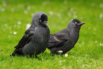 Adult and young common jackdaw on the green grass