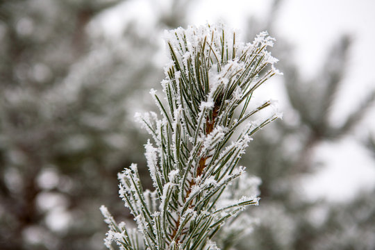 Stars of frost on the needles of the pines, winter
