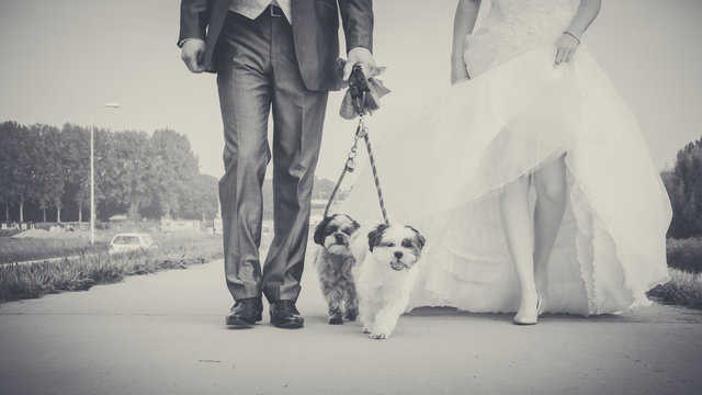 Walking with dog on the morning of the wedding day