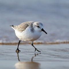  Portrait of adult sanderling (Calidris alba)  
