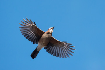 Jay, Garrulus glandarius
