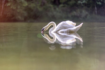 Swan at dawn in the lake