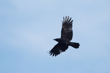 Carrion Crow, Corvus Corone