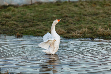 Белый гусь машет крыльями