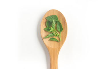 Fresh Basil Leaves