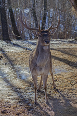 Curious deer full face in Russian forest