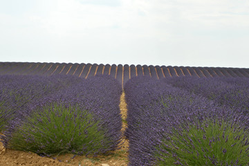 Valensole 2018-002