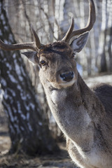 Deer in forest, close-up