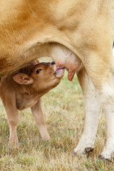 Calf drinking from the udder