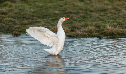 Белый гусь машет крыльями