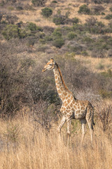 Giraffe in standing in morning light bushveld africa