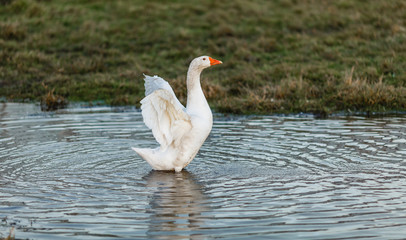 Белый гусь машет крыльями